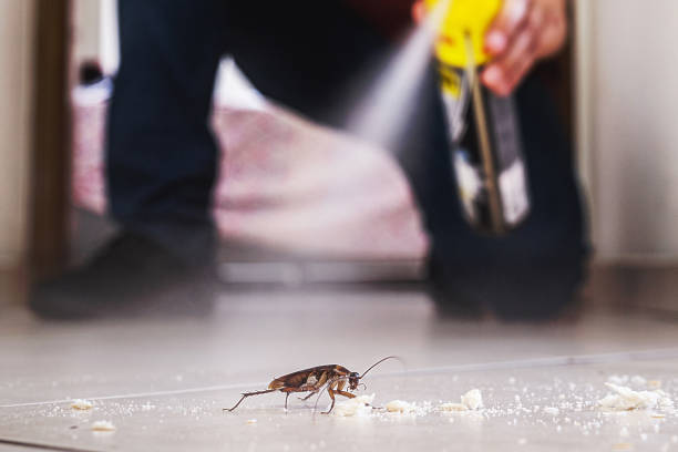 Best Ant Control Services  in Raymondville, TX